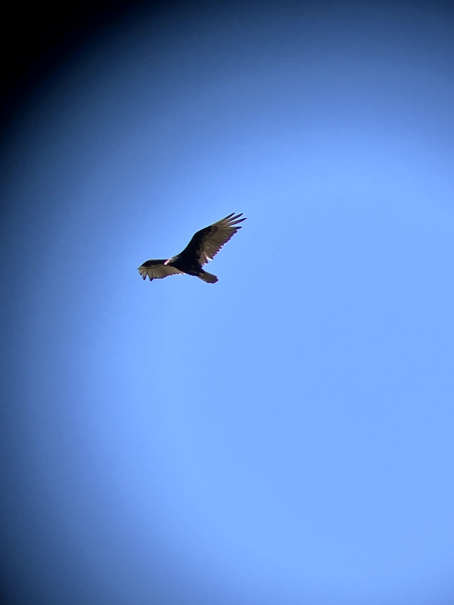 Turkey Vulture - ML638554552