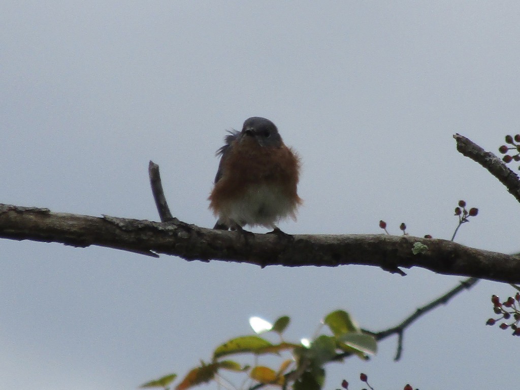 Eastern Bluebird - ML638554571