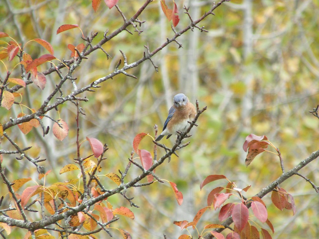 Eastern Bluebird - ML638554574