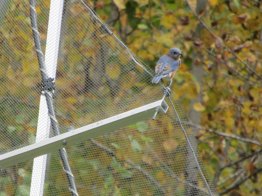 Eastern Bluebird - ML638554575