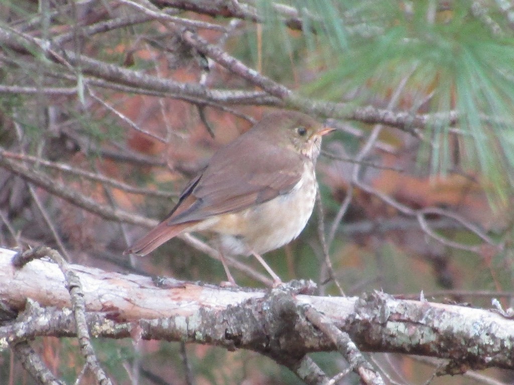 Hermit Thrush - ML638554581
