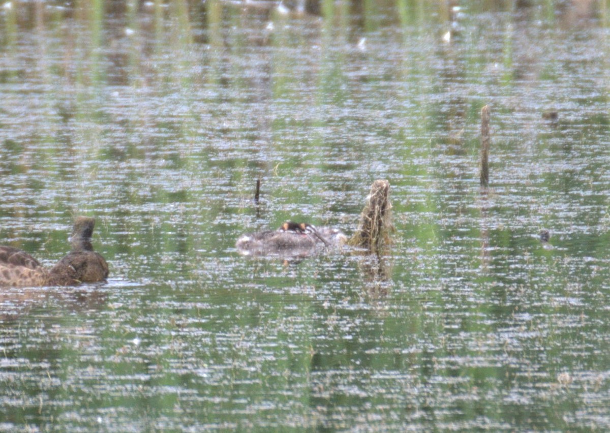 Pied-billed Grebe - ML638554589