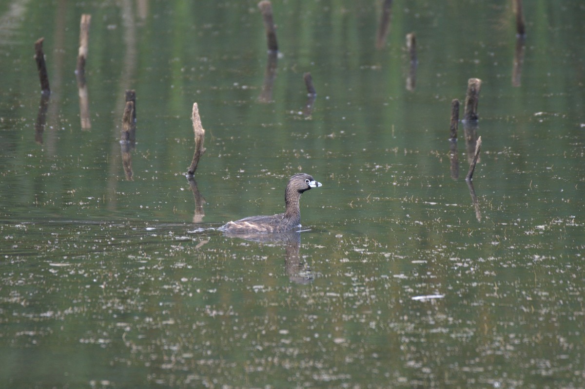 Pied-billed Grebe - ML638554590