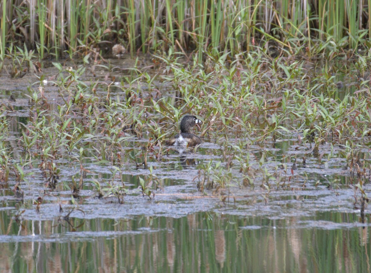 Pied-billed Grebe - ML638554591