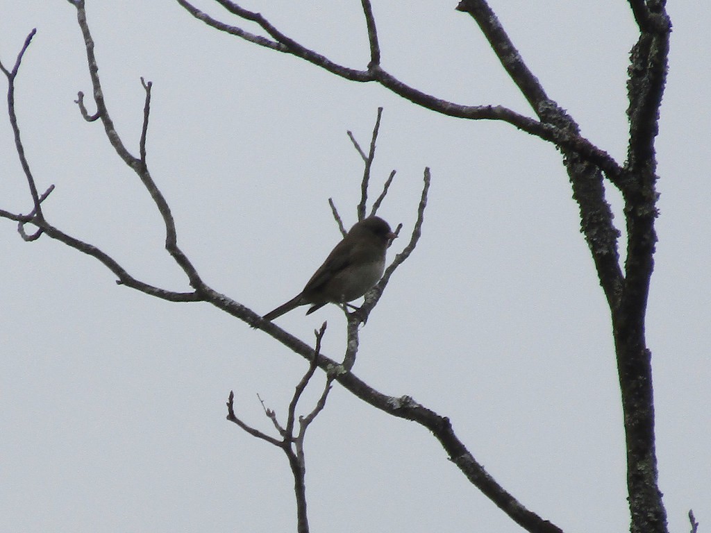 Dark-eyed Junco - ML638554593