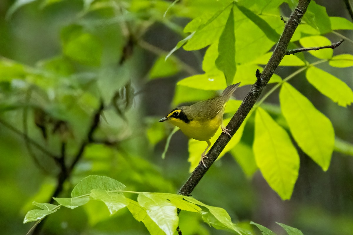 Kentucky Warbler - ML638554596