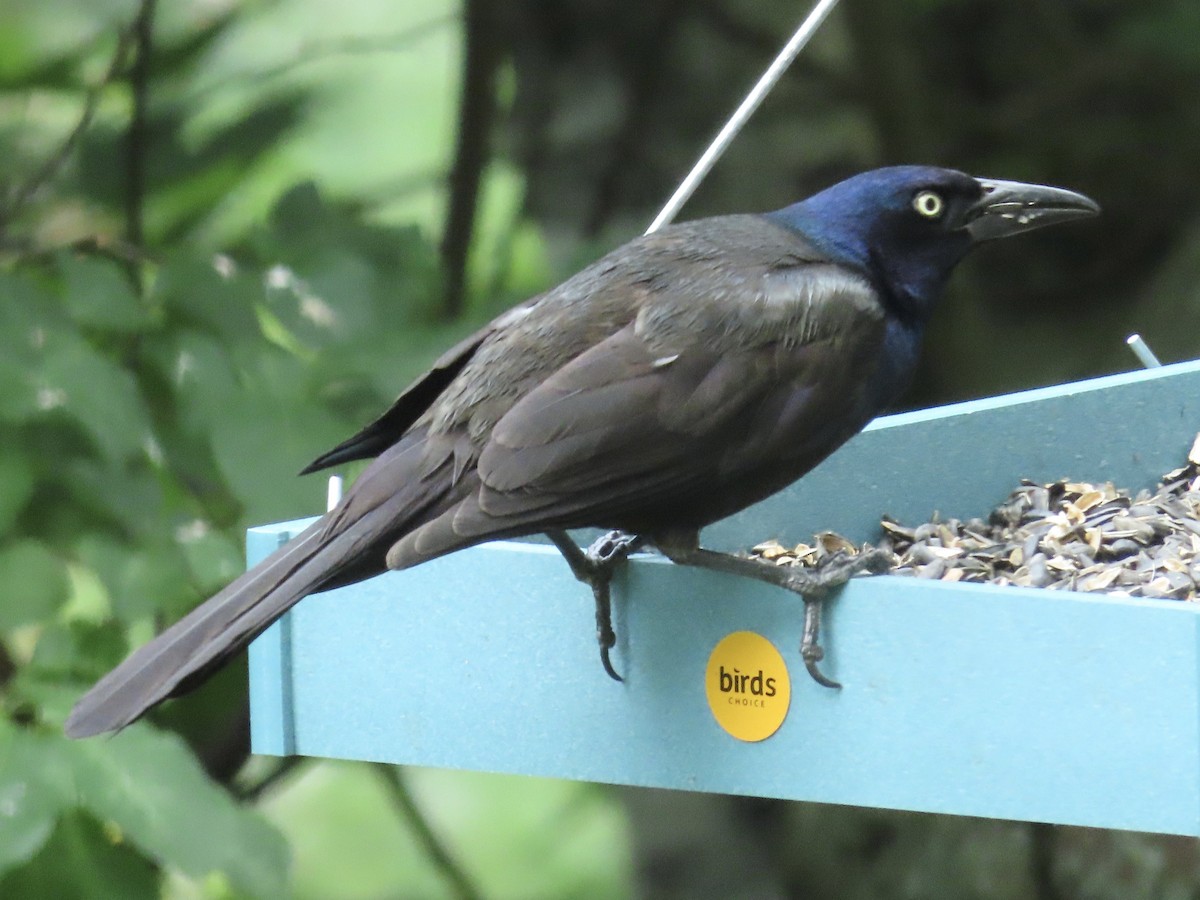Common Grackle - ML638554598