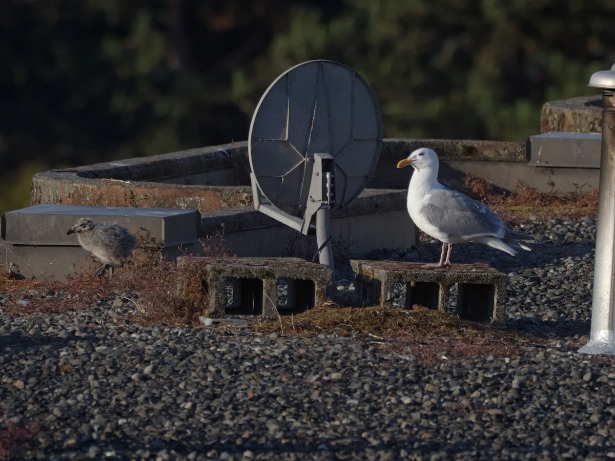 Western x Glaucous-winged Gull (hybrid) - ML638554599