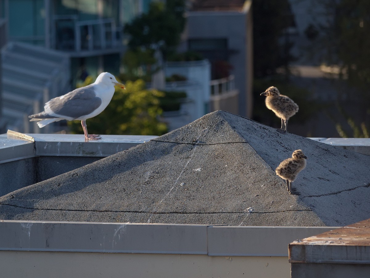 Western x Glaucous-winged Gull (hybrid) - ML638554608