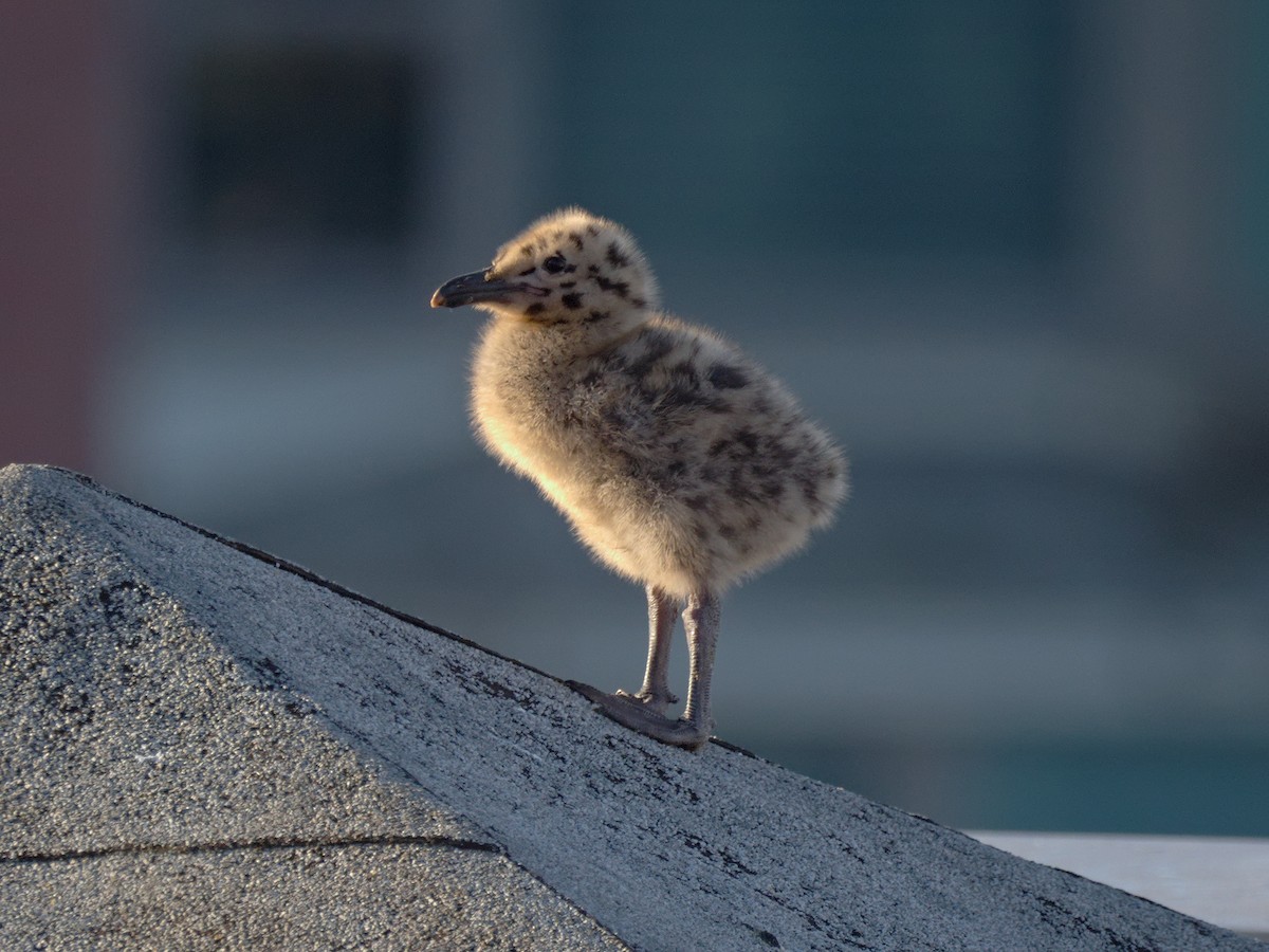 Western x Glaucous-winged Gull (hybrid) - ML638554613