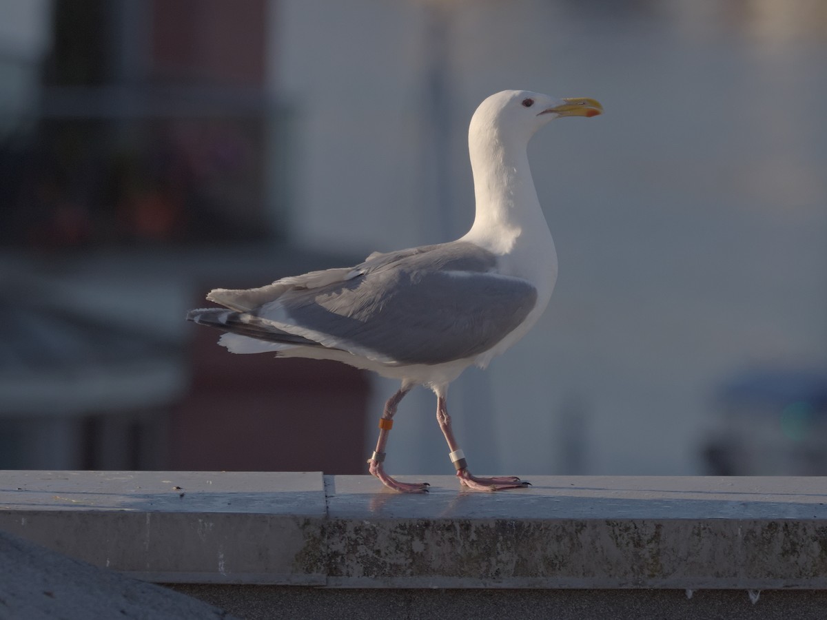 Western x Glaucous-winged Gull (hybrid) - ML638554614