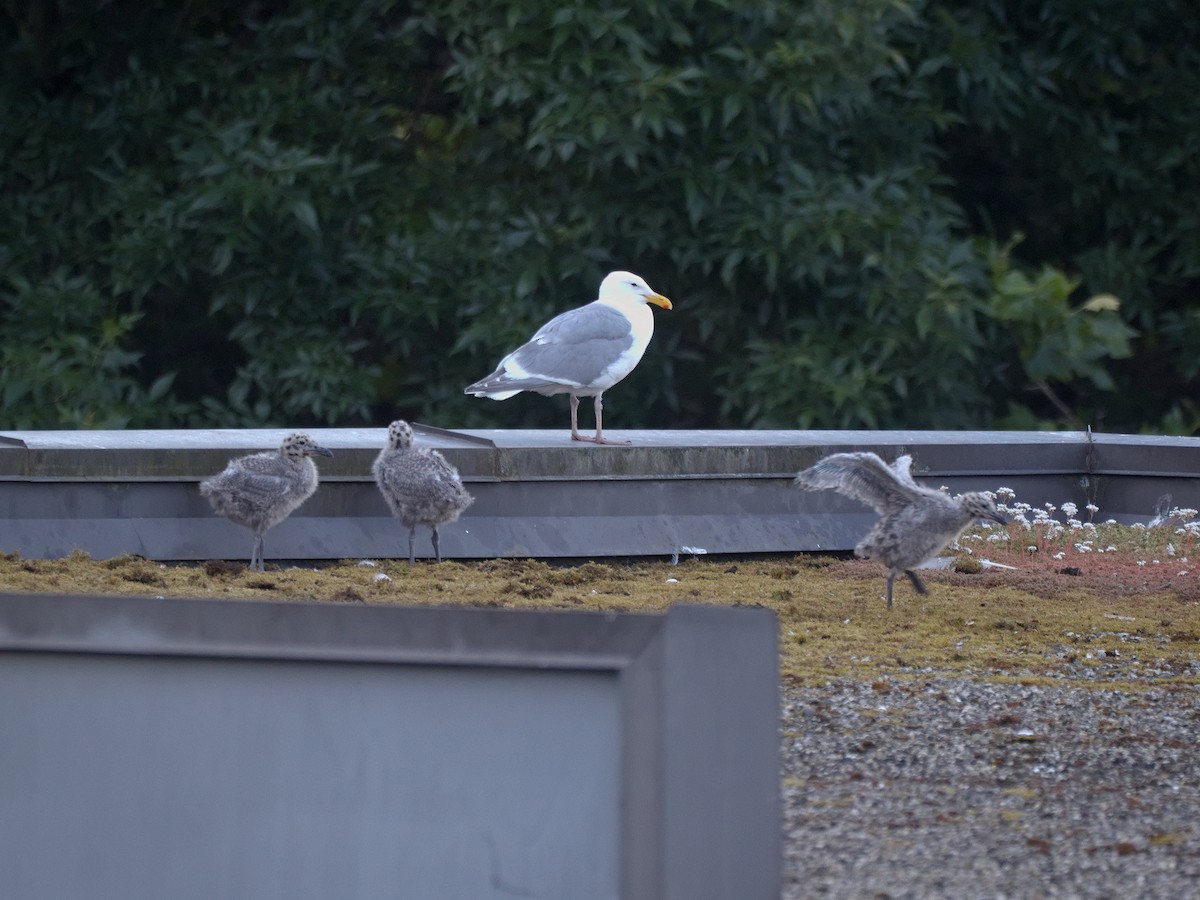 Western x Glaucous-winged Gull (hybrid) - ML638554619