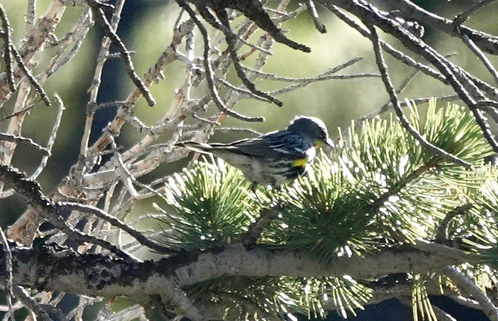 Yellow-rumped Warbler (Audubon's) - ML638554620