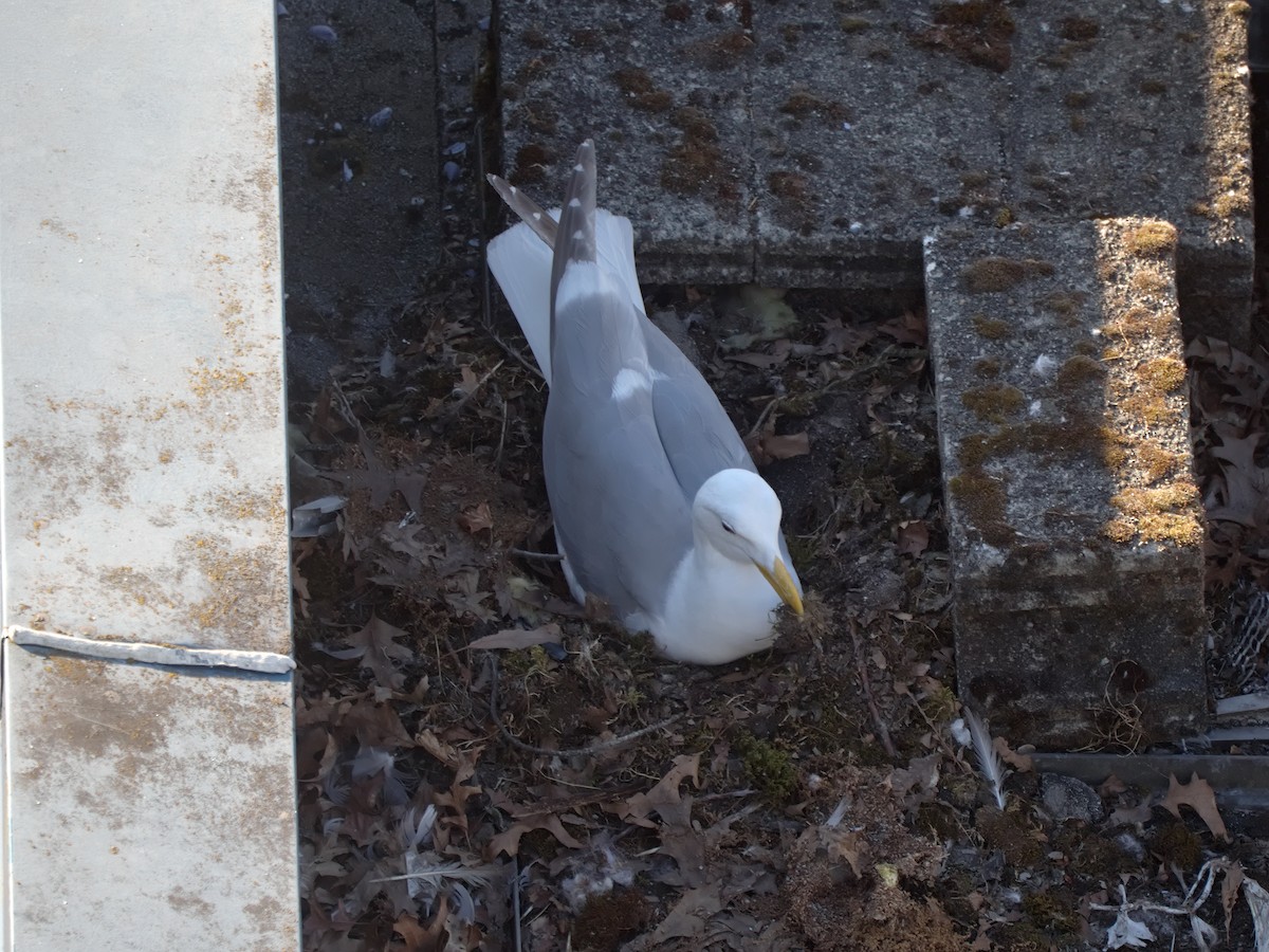 Western x Glaucous-winged Gull (hybrid) - ML638554626