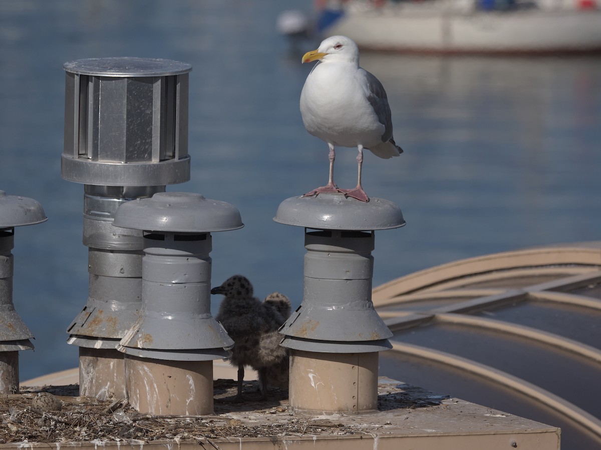 Western x Glaucous-winged Gull (hybrid) - ML638554630