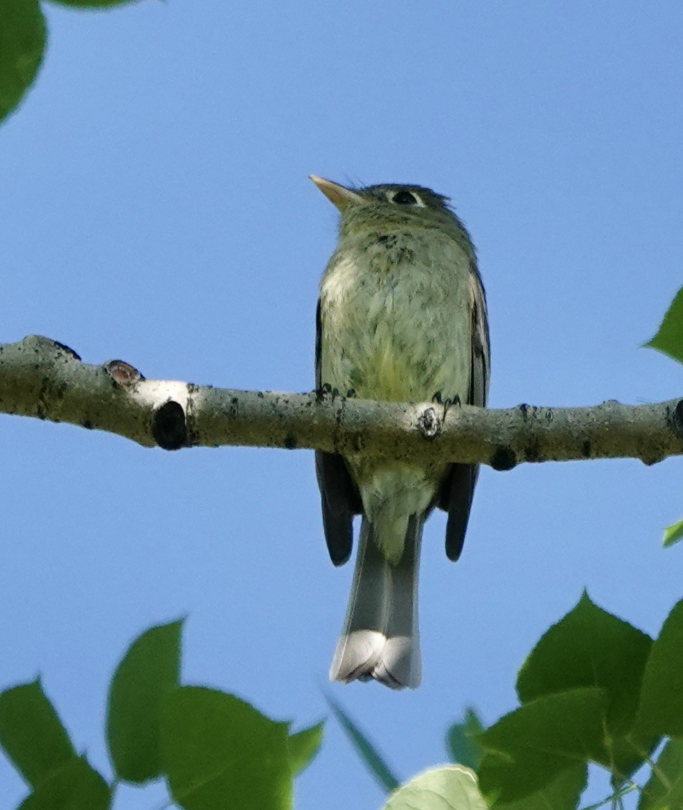 Western Flycatcher (Cordilleran) - ML638554643