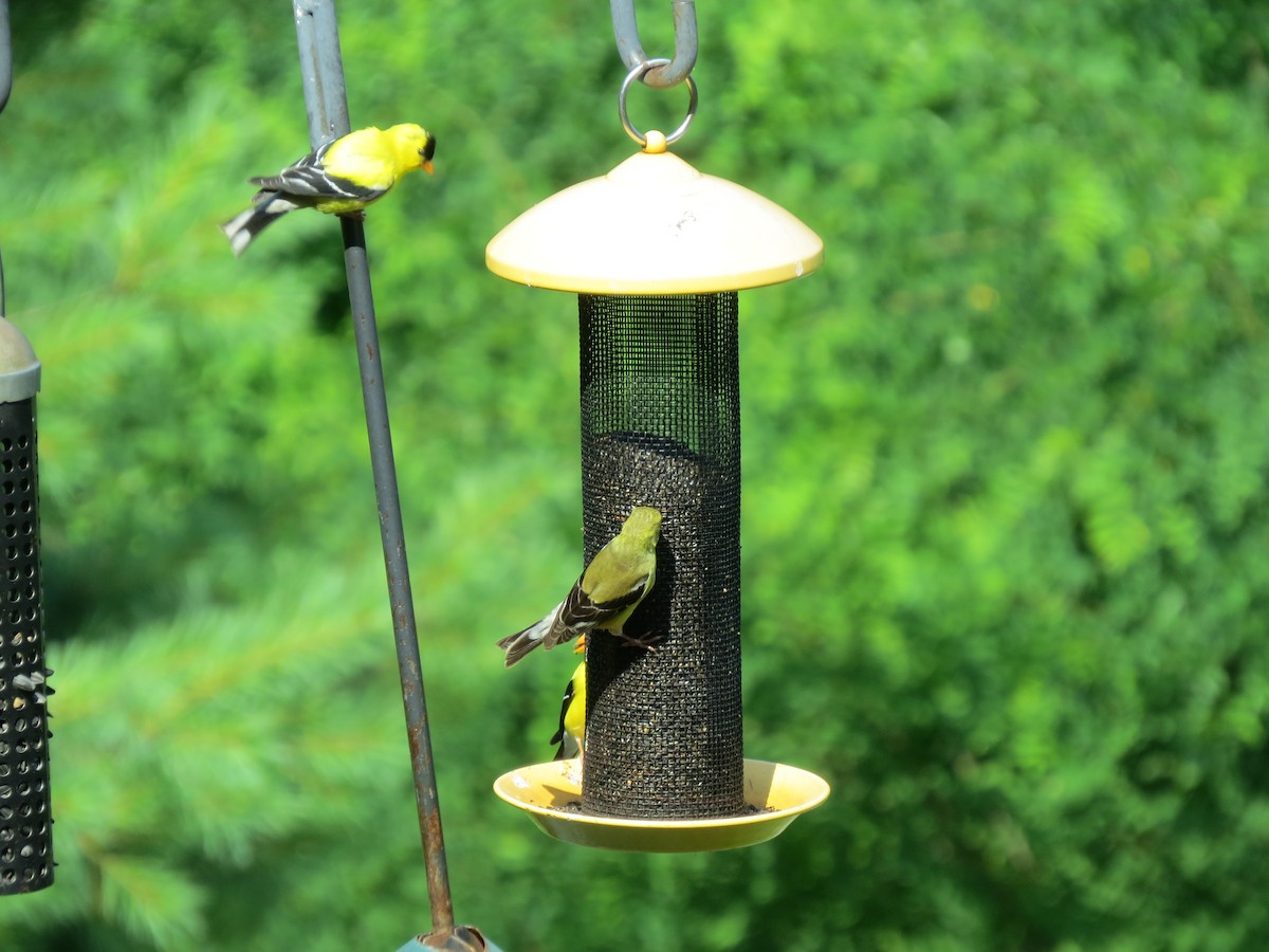 American Goldfinch - ML638554647
