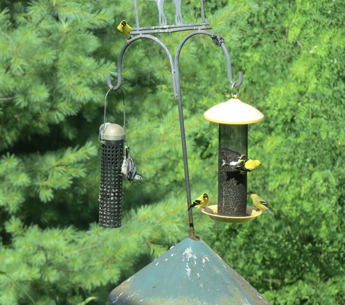 American Goldfinch - ML638554704