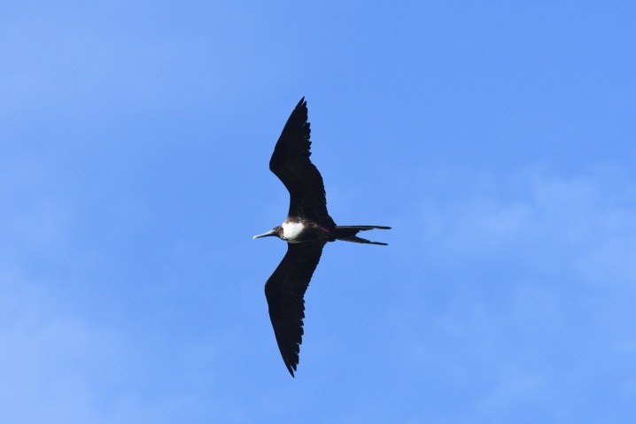 Magnificent Frigatebird - ML638554721