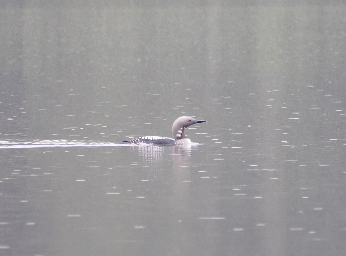 Arctic Loon - ML638554737