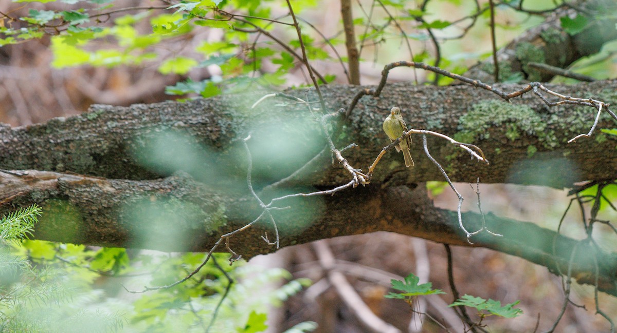 Western Flycatcher (Cordilleran) - ML638554761