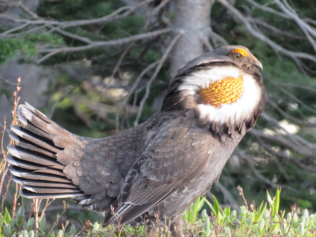 Sooty Grouse - ML638554762