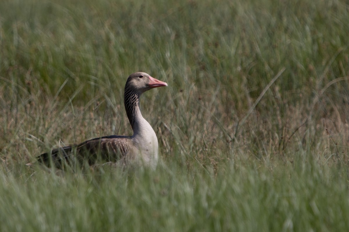 Graylag Goose - ML638554771