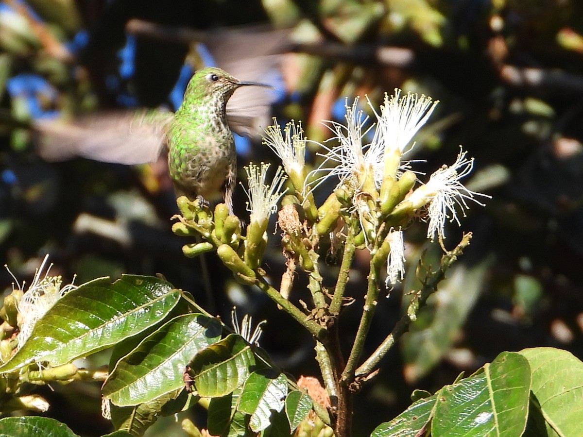 Black-tailed Trainbearer - ML638554786