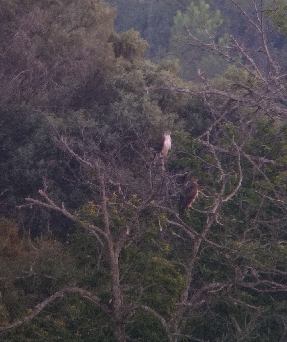 Bonelli arranoa - ML638554801