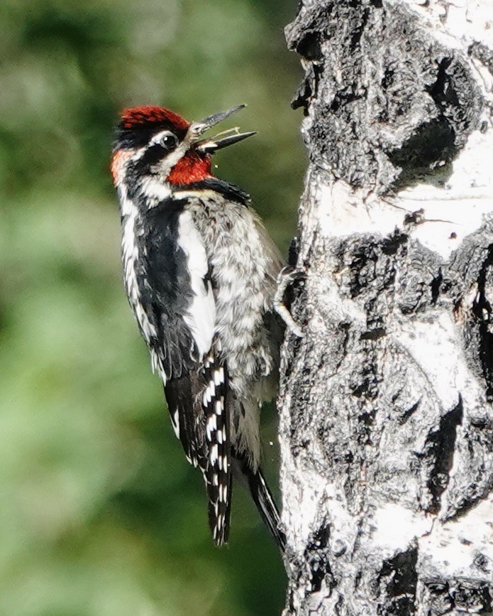 Red-naped Sapsucker - ML638554814