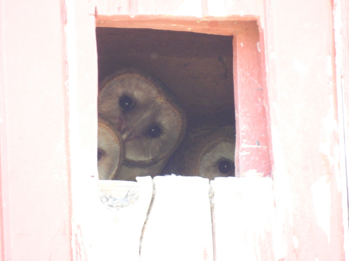 American Barn Owl - ML638554828