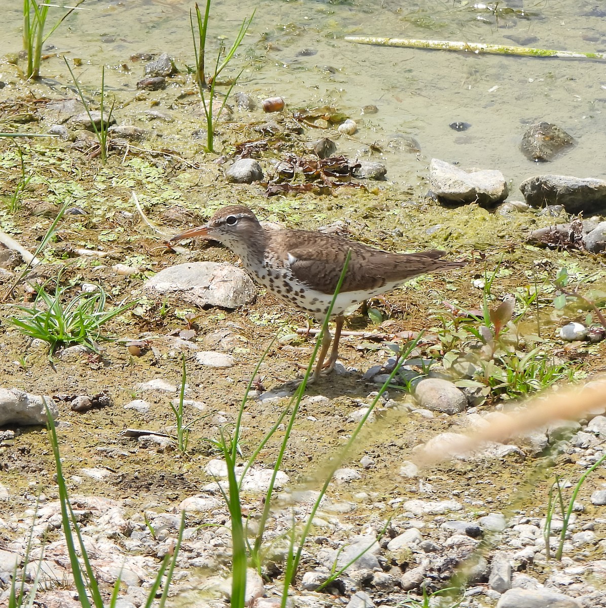 Spotted Sandpiper - ML638554830