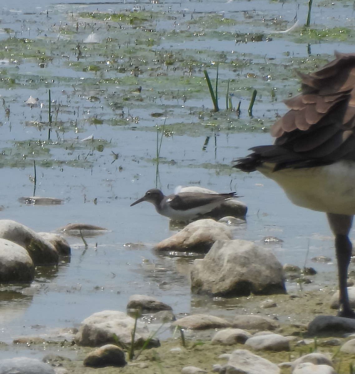 Spotted Sandpiper - ML638554831