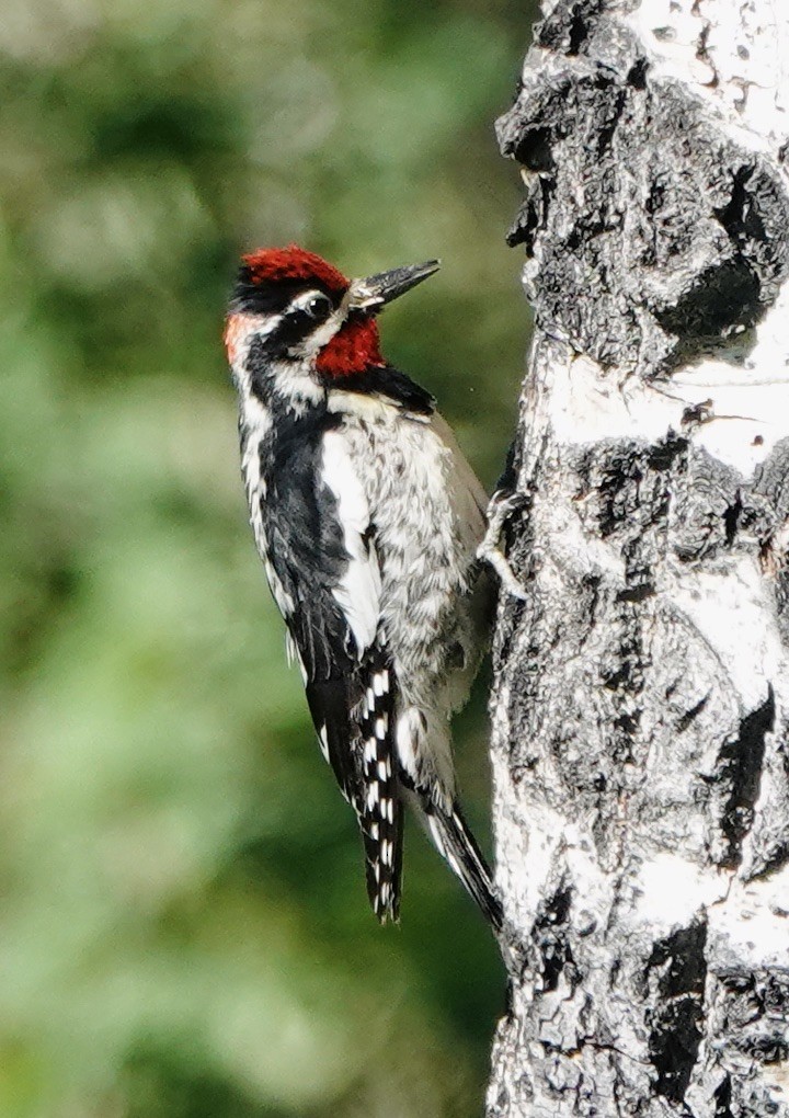 Red-naped Sapsucker - ML638554832