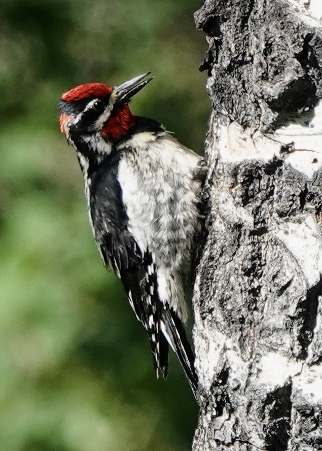 Red-naped Sapsucker - ML638554839