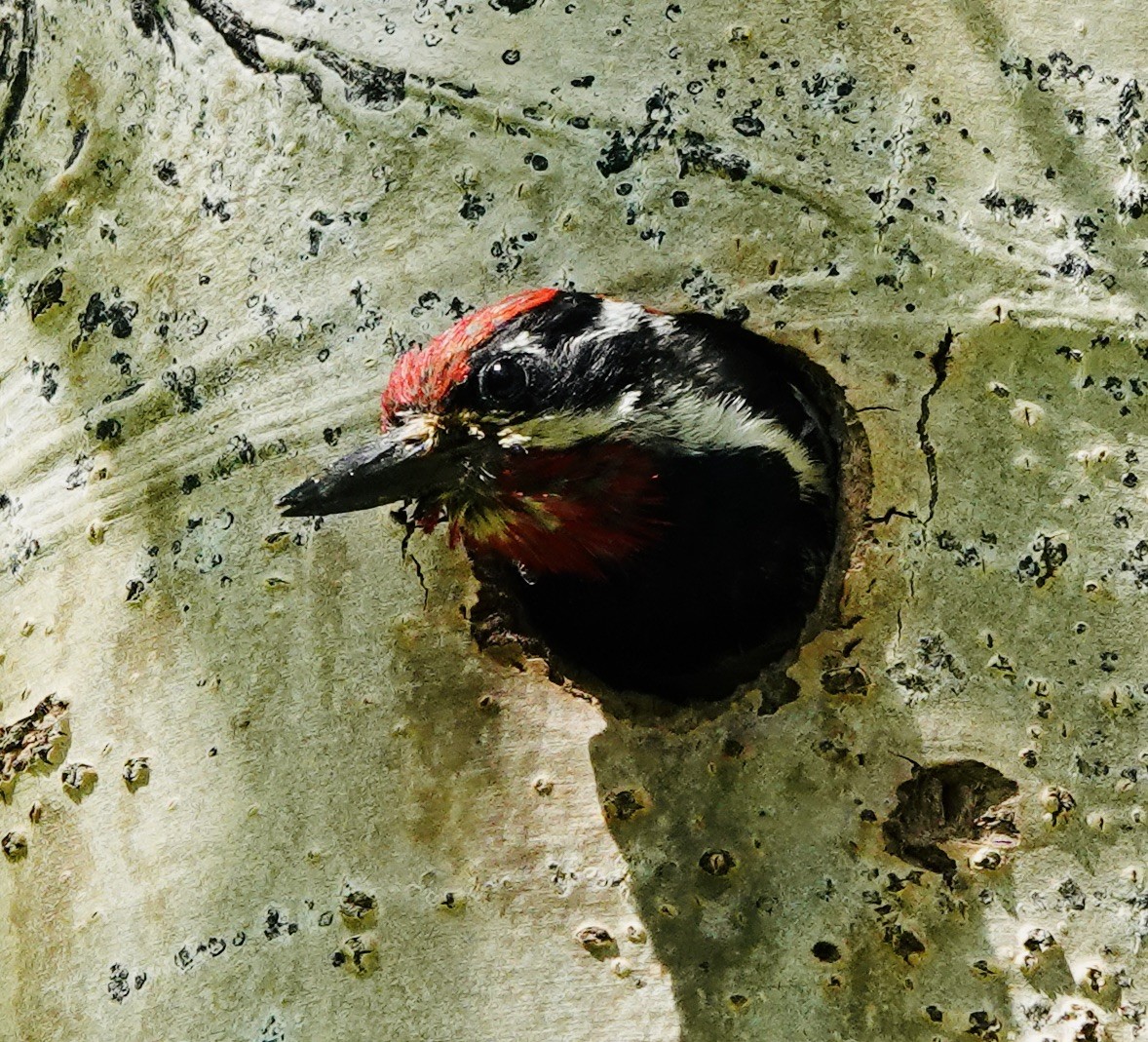 Red-naped Sapsucker - ML638554853