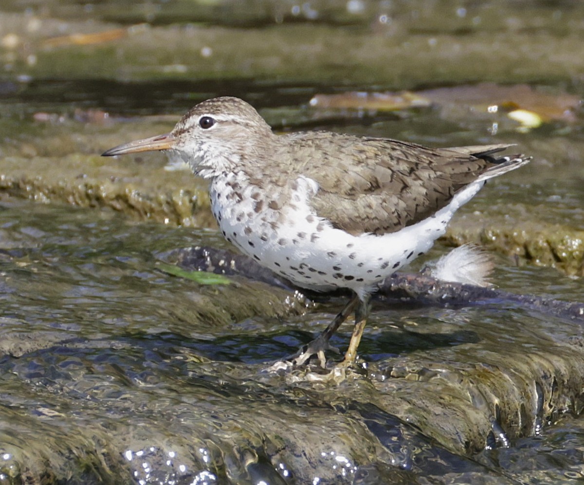 Spotted Sandpiper - ML638554855