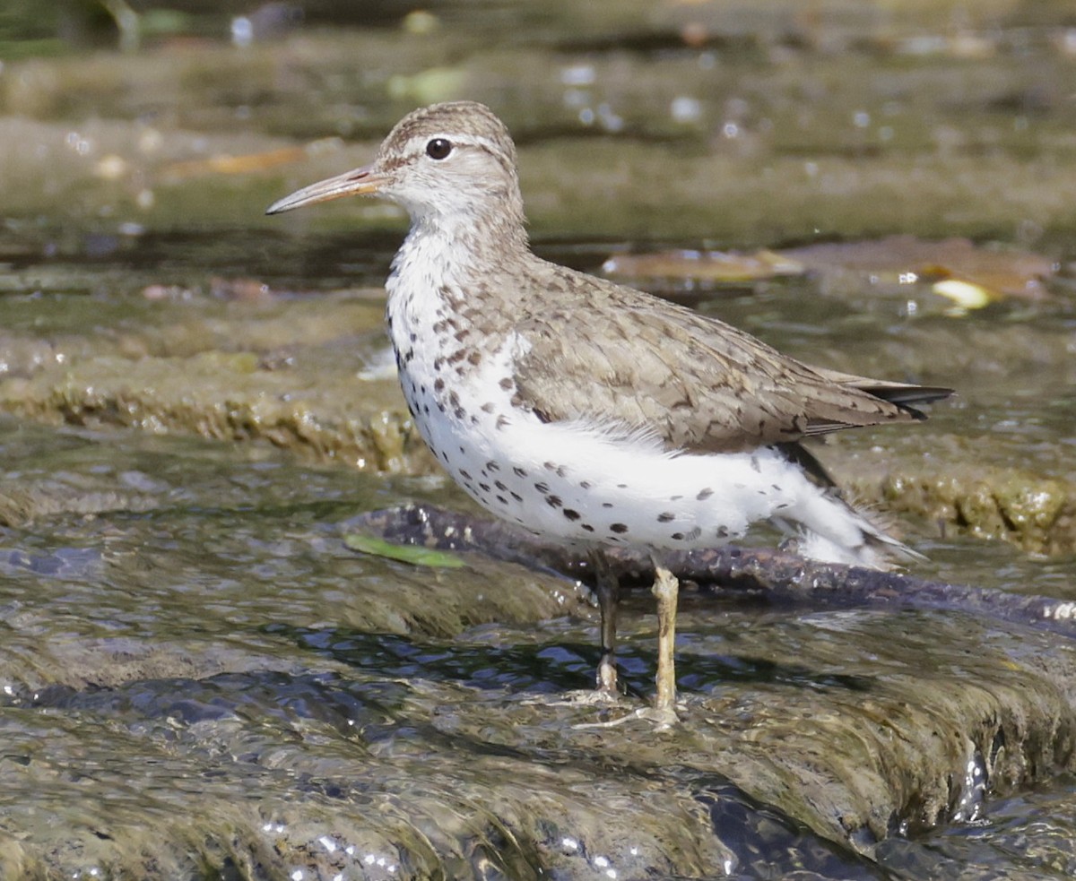 Spotted Sandpiper - ML638554856