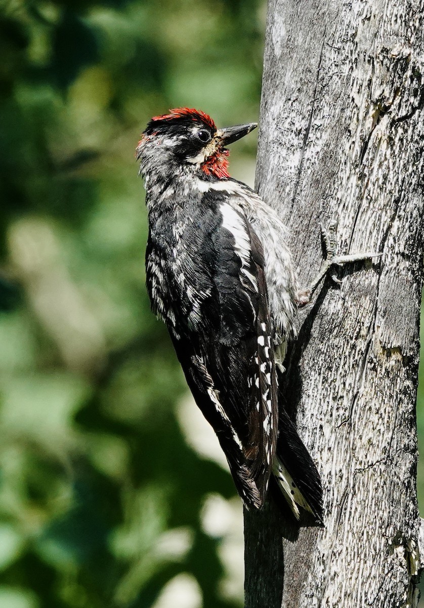 Red-naped Sapsucker - ML638554858