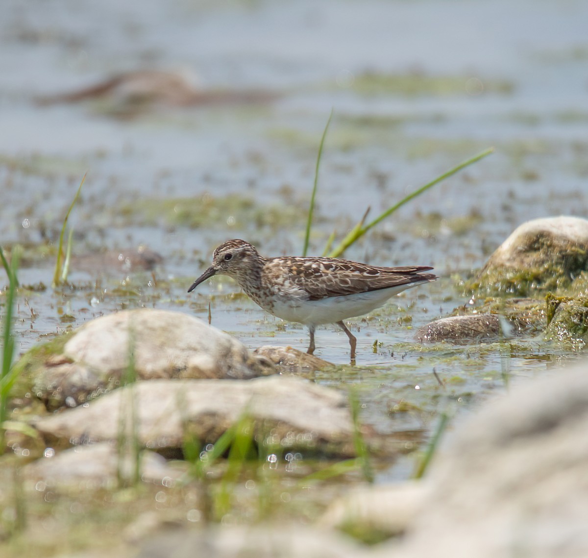 Least Sandpiper - ML638554861