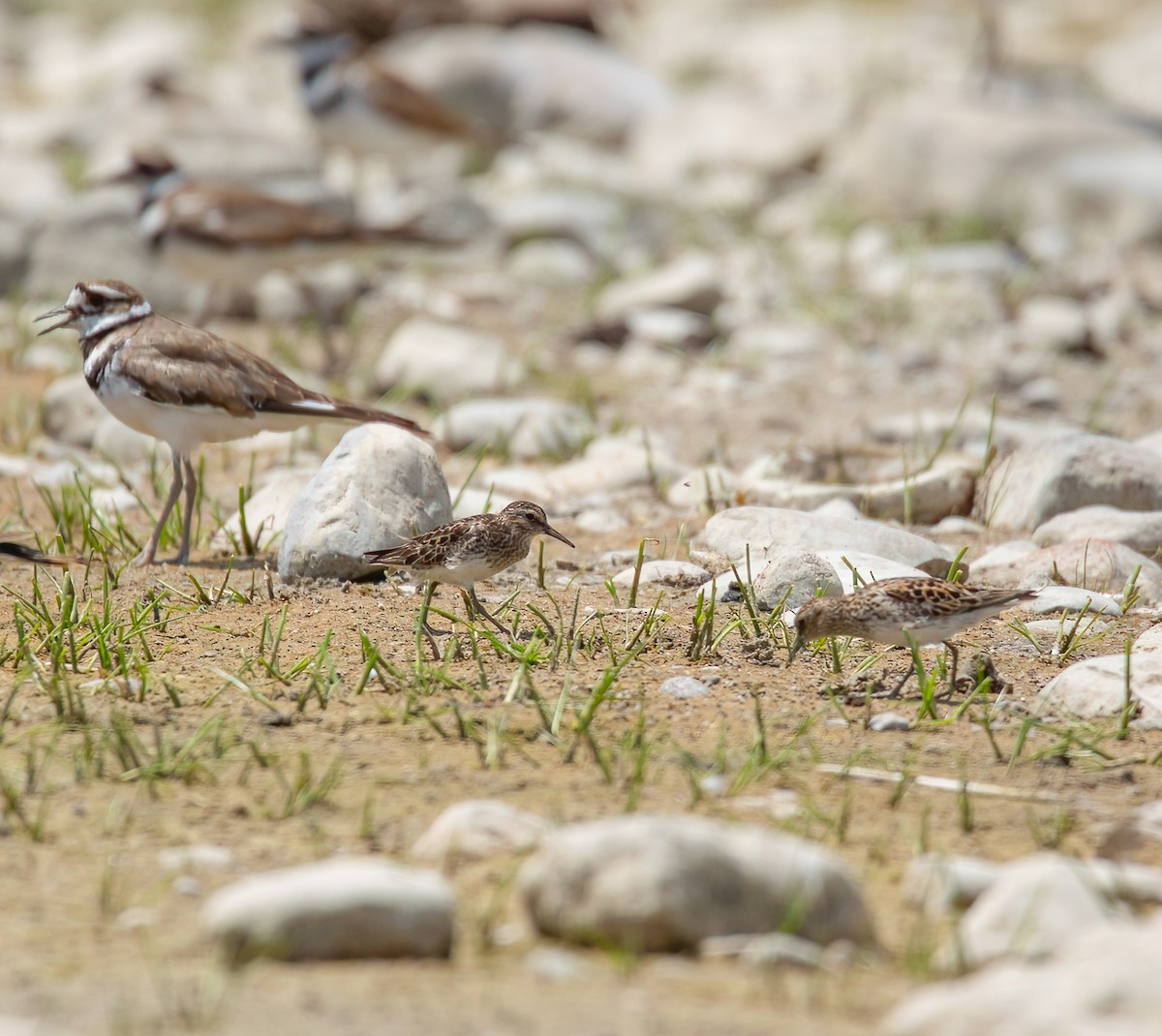 Least Sandpiper - ML638554863