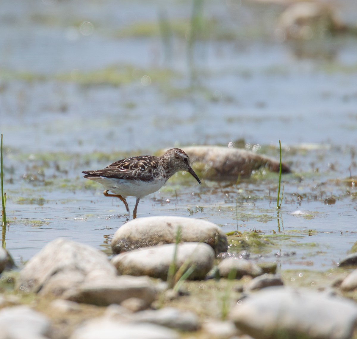 Least Sandpiper - ML638554864