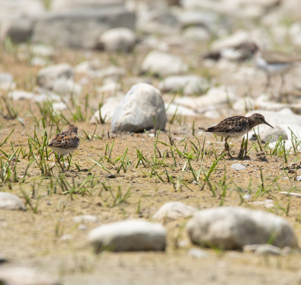 Least Sandpiper - ML638554865