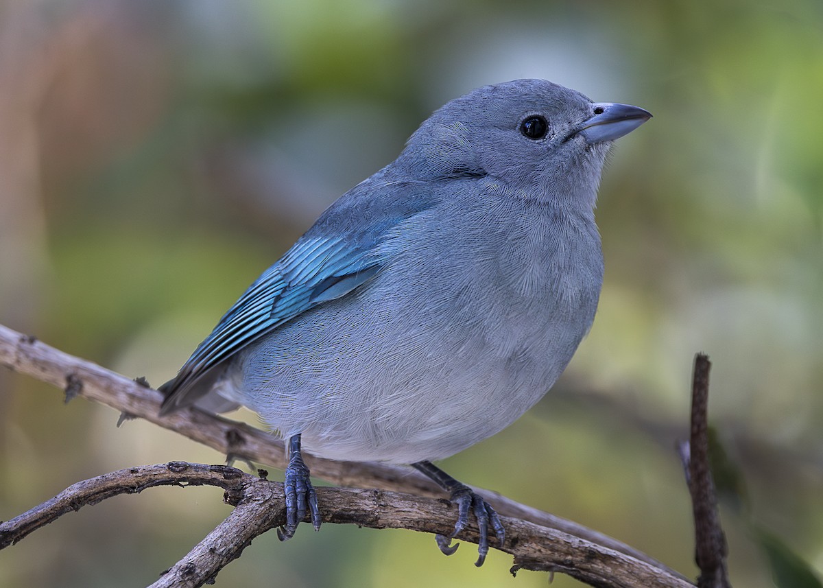 Sayaca Tanager - ML638554893