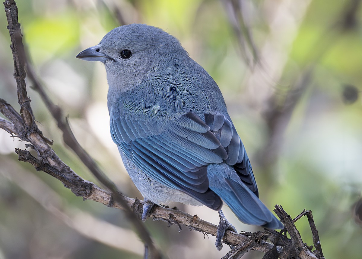 Sayaca Tanager - ML638554894