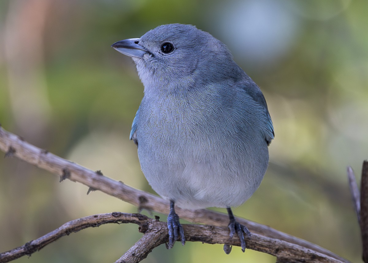 Sayaca Tanager - ML638554895