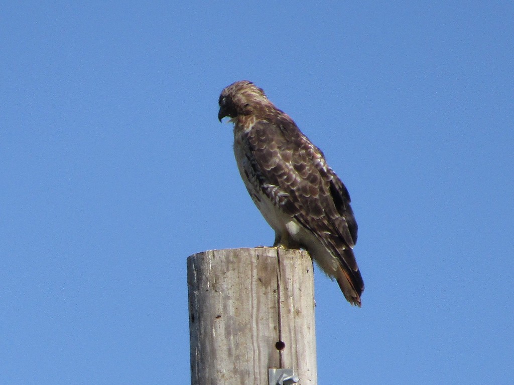 Red-tailed Hawk - ML638554901