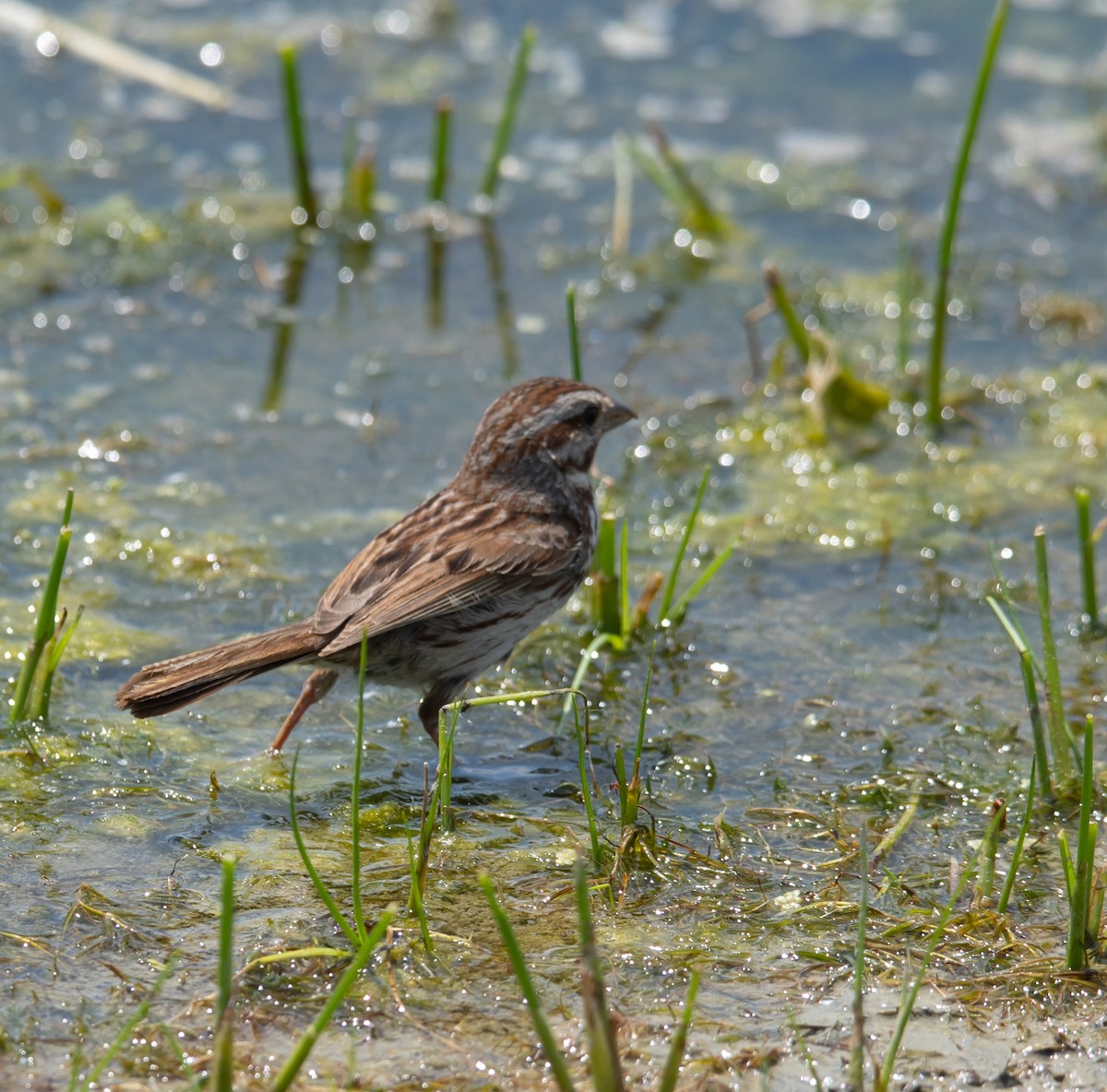 Song Sparrow - ML638554903