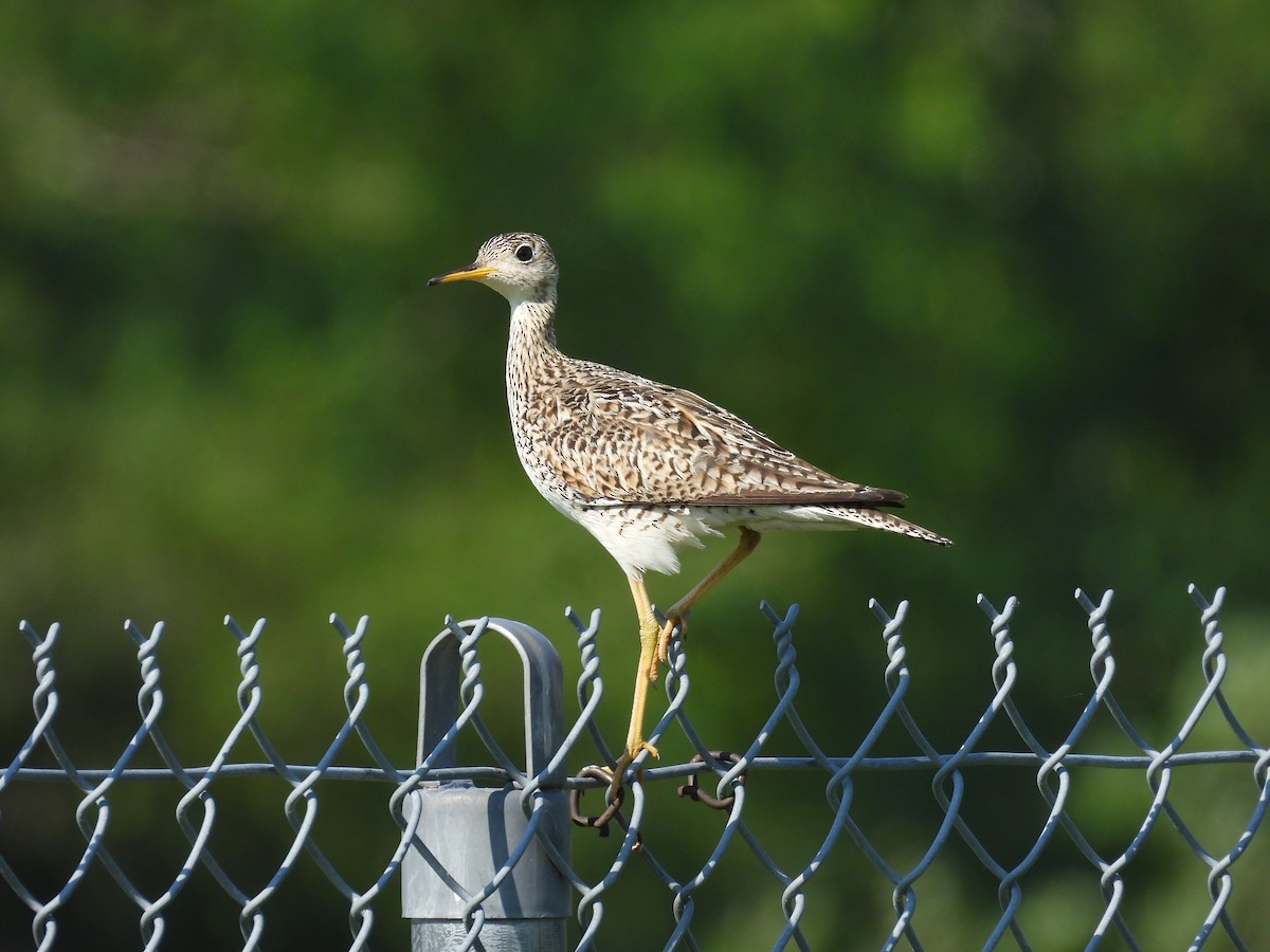 Upland Sandpiper - ML638554936