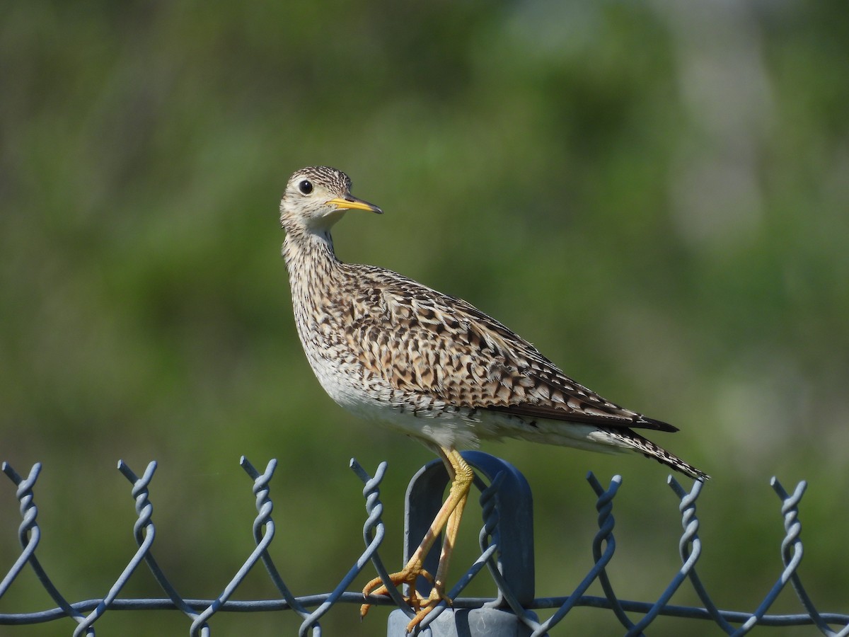 Upland Sandpiper - ML638554937